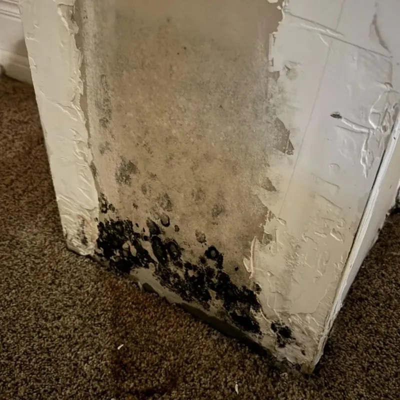 Professional Mold Removal in Sunbury, PA